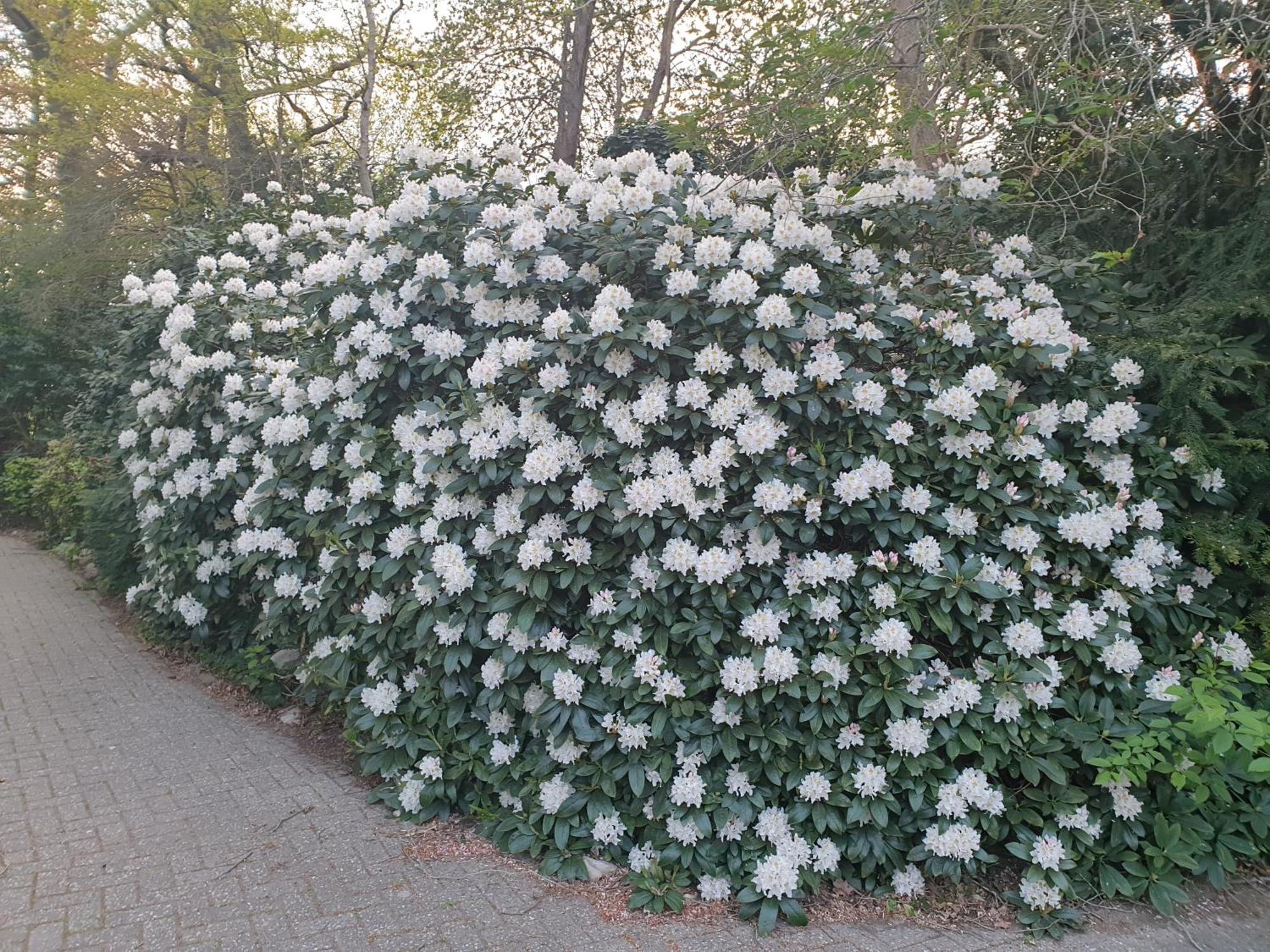 Ferienwohnung Morgensonne Westerstede Buitenkant foto